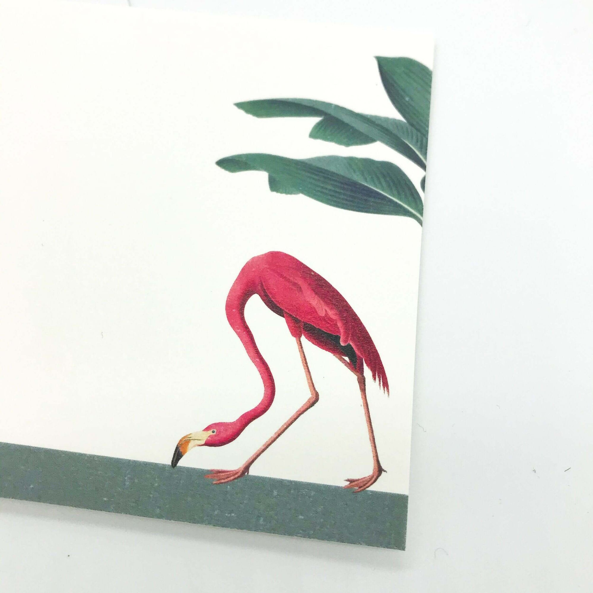 Darwin's Menagerie "Foraging Flamingo" Notecard Set with Laid Envelopes